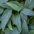 thumbnail image 4 of Costa Farms 8" Exotic Angel Plant in Hanging Basket, 4 of 5