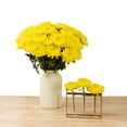thumbnail image 5 of Member's Mark Football Mums, choose color and stem count, 5 of 6