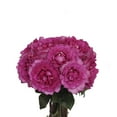 thumbnail image 2 of Member's Mark Garden Roses, 36 stems, Choose color variety, 2 of 6