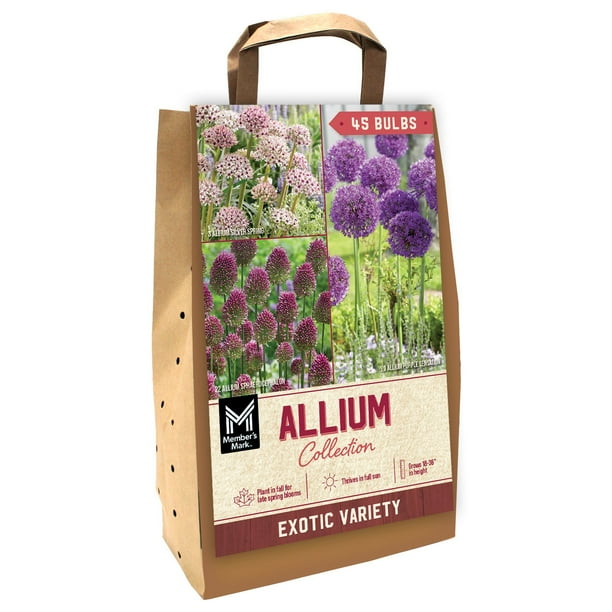 Member's Mark Allium Collection Dormant Bulbs, 45pk - Samsclub.com