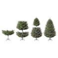 thumbnail image 10 of Member's Mark 7.5' Duchess Fir Pre-Lit Christmas Tree, 10 of 10