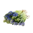 thumbnail image 2 of Member's Mark Seasonal Hyacinth Bunch, 10 stems, 2 of 7