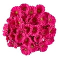 thumbnail image 1 of Member's Mark Gerbera Daisies, choose color and stem count, 1 of 4