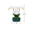 thumbnail image 5 of 10" White Orchid Planter in Bistro Green Pot, 5 of 5