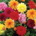 thumbnail image 3 of Member's Mark Dahlia Dinnerplate Blend Dormant Bulbs, 8pk, 3 of 9
