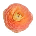 thumbnail image 2 of Ranunculus, 60 stems, choose color, 2 of 6