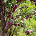 thumbnail image 3 of Santa Rosa Plum Tree, 3 of 4