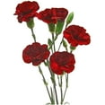 thumbnail image 4 of Member's Mark Mini Carnations, Choose color and stem count, 4 of 6