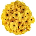 thumbnail image 1 of Member's Mark Gerbera Daisies, choose color and stem count, 1 of 4