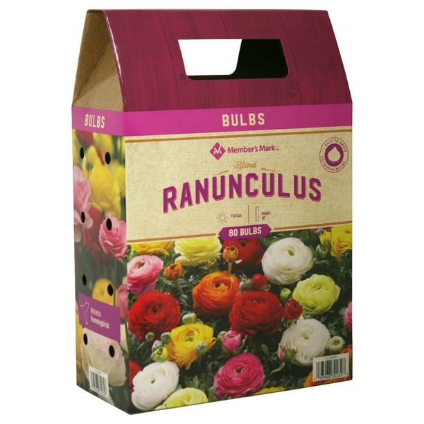 Member's Mark Ranunculus Blend Bulbs - Samsclub.com