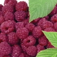 thumbnail image 3 of Member's Mark Raspberry Brandywine & Latham Red, 2pk, 3 of 10