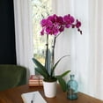 thumbnail image 3 of Just Add Ice 5" Orchid in Decorative Ceramic Pot, 3 of 3