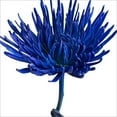 thumbnail image 1 of Member's Mark Painted Mums, 100 stems, Choose color, 1 of 2