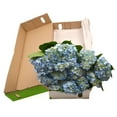 thumbnail image 4 of Member's Mark Hydrangeas, choose color and stem count, 4 of 4