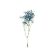 thumbnail image 3 of Member's Mark Enhanced Gypsophila, choose color and stem count, 3 of 5