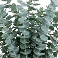thumbnail image 3 of Member's Mark Baby Blue Eucalyptus 200 stems, 3 of 5
