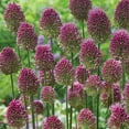 thumbnail image 4 of Member's Mark Allium Collection Dormant Bulbs, 42pk, 4 of 11