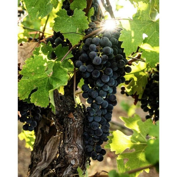 Caymus Vineyards 50th Anniversary Napa Valley Cabernet Sauvignon