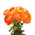 thumbnail image 2 of Ranunculus, 60 stems, choose color, 2 of 2