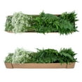 thumbnail image 4 of Member's Mark Gypsophila and Leatherleaf 10 bunches, 4 of 4
