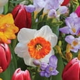 thumbnail image 5 of Member's Mark Center of Attention Blend Freesia, Ranunculus, Daffodil and Tulip Dormant Bulbs, 60pk, 5 of 12