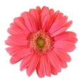 thumbnail image 3 of Member's Mark Gerbera Daisies, choose color and stem count, 3 of 4