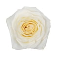 thumbnail image 2 of Member's Mark Ecuadorian Premium Roses, choose color variety and stem count, 2 of 6