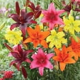 thumbnail image 3 of Member's Mark Lily Asiatic Blend Dormant Bulbs, 16pk, 3 of 9