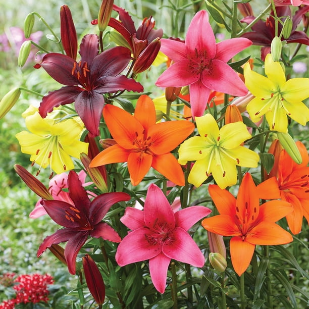 Member's Mark Lily Asiatic Blend Dormant Bulbs, 16pk - Samsclub.com