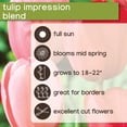 thumbnail image 5 of Member's Mark Tulip Impression Blend Dormant Bulbs, 40pk, 5 of 8