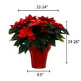 thumbnail image 5 of Live 10" Red Poinsettia Plant in Decorative Pot, 5 of 5