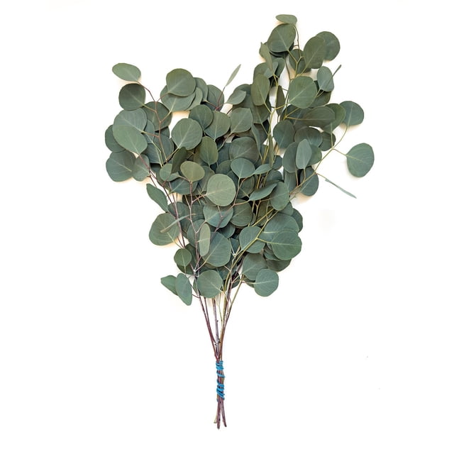 Member's Mark Mixed Eucalyptus, Market Bunch, 15 stems