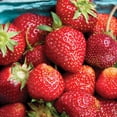 thumbnail image 3 of Member's Mark Strawberry Allstar, 40pk, 3 of 9
