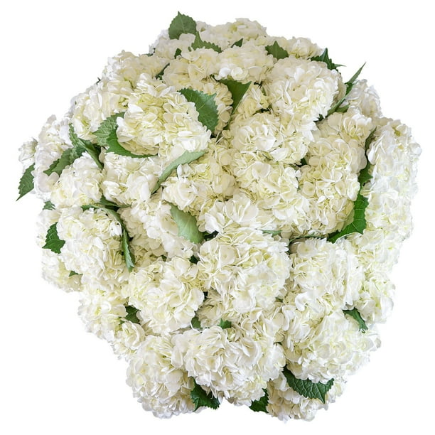◆Hydrangea4936◆ Member's Mark Hydrangeas, choose color and stem count - Samsclub.com