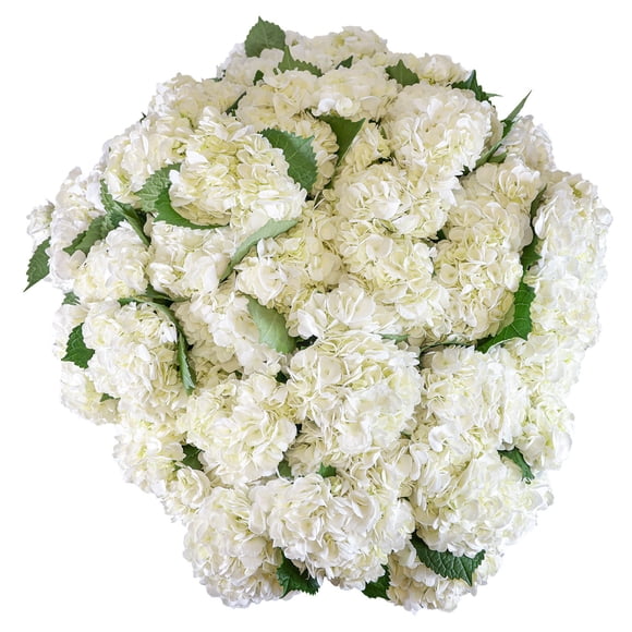 Member's Mark Hydrangeas, choose color and stem count
