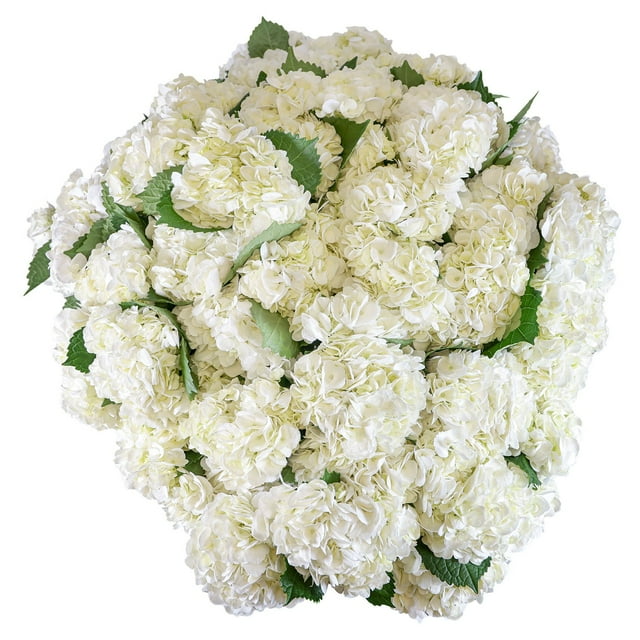 Member's Mark Hydrangeas, choose color and stem count