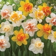 thumbnail image 3 of Member's Mark Daffodil Double Blend Dormant Bulbs, 30pk, 3 of 7
