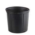 thumbnail image 3 of Costa Farms 12" Ficus Standard Plant in Grower Pot, 3 of 8
