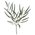 thumbnail image 8 of Member's Mark Assorted California Greens 20 bunches, 8 of 10