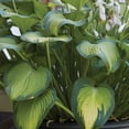 thumbnail image 3 of Member's Mark Hosta Combo Christmas Tree & Paul's Glory Dormant Bulbs, 6pk, 3 of 9