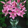 thumbnail image 6 of Member's Mark Super Select Oriental Lily, 5 stems, 6 of 6