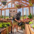 thumbnail image 12 of Backyard Discovery 13' x 11' Traditional Cedar Greenhouse - DIY, 12 of 16