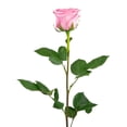 thumbnail image 3 of Member's Mark Roses, choose color and stem count, 3 of 7