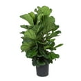 thumbnail image 1 of Costa Farms 12" Ficus Column Plant in Grower Pot, 1 of 5