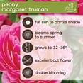 thumbnail image 7 of Member's Mark Peonies Bowl of Beauty & Margaret Truman Dormant Bulbs, 3pk, 7 of 10