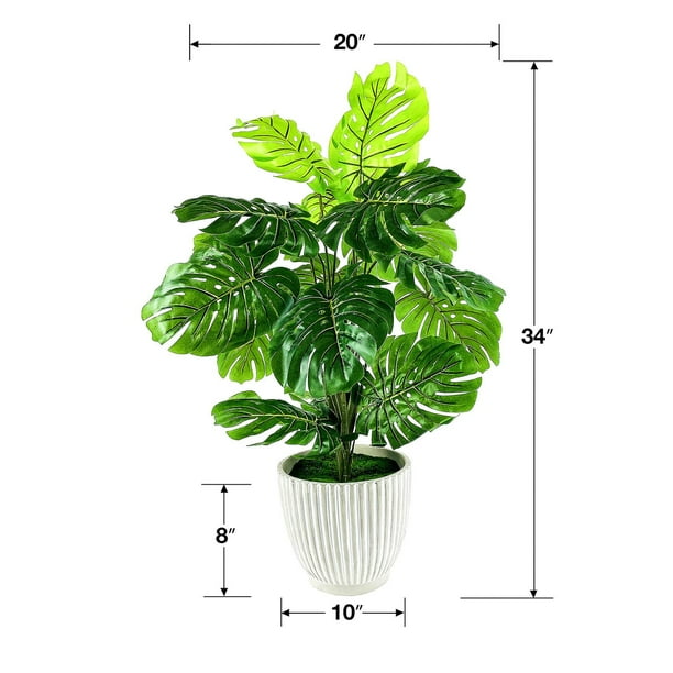 philodendron pink princess Philodendron Pink Princess Mutation