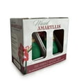 thumbnail image 1 of Holiday Waxed Amaryllis Bulbs, 2pk, 1 of 6