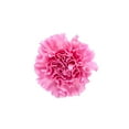 thumbnail image 2 of Member's Mark, Fancy Carnation 22 stem, 2 of 3