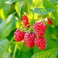 thumbnail image 5 of Member's Mark Raspberry Brandywine & Latham Red, 2pk, 5 of 10