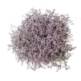 thumbnail image 1 of Member's Mark Limonium, 60 Stems, choose color, 1 of 6